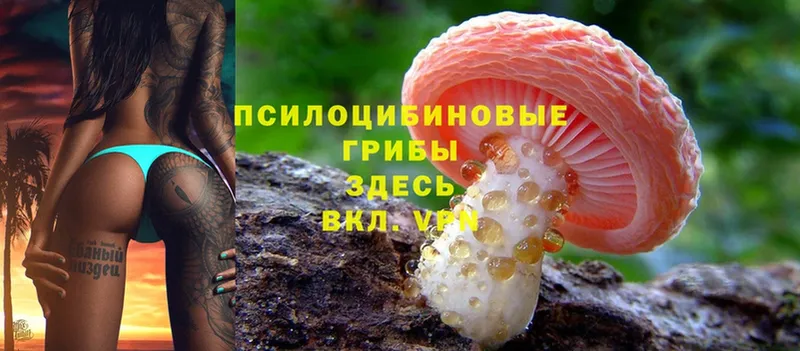 купить наркотики сайты  Батайск  Псилоцибиновые грибы Psilocybine cubensis 